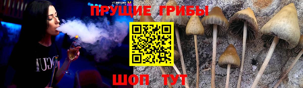 магазин  наркотиков  Псилоцибиновые грибы прущие грибы  Ревда  Вход с VPN  Псилоцибиновые грибы Psilocybe 
